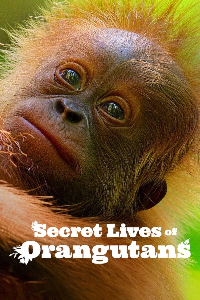 Xem phim Cuộc sống bí mật của đười ươi - Secret Lives of Orangutans (2024)